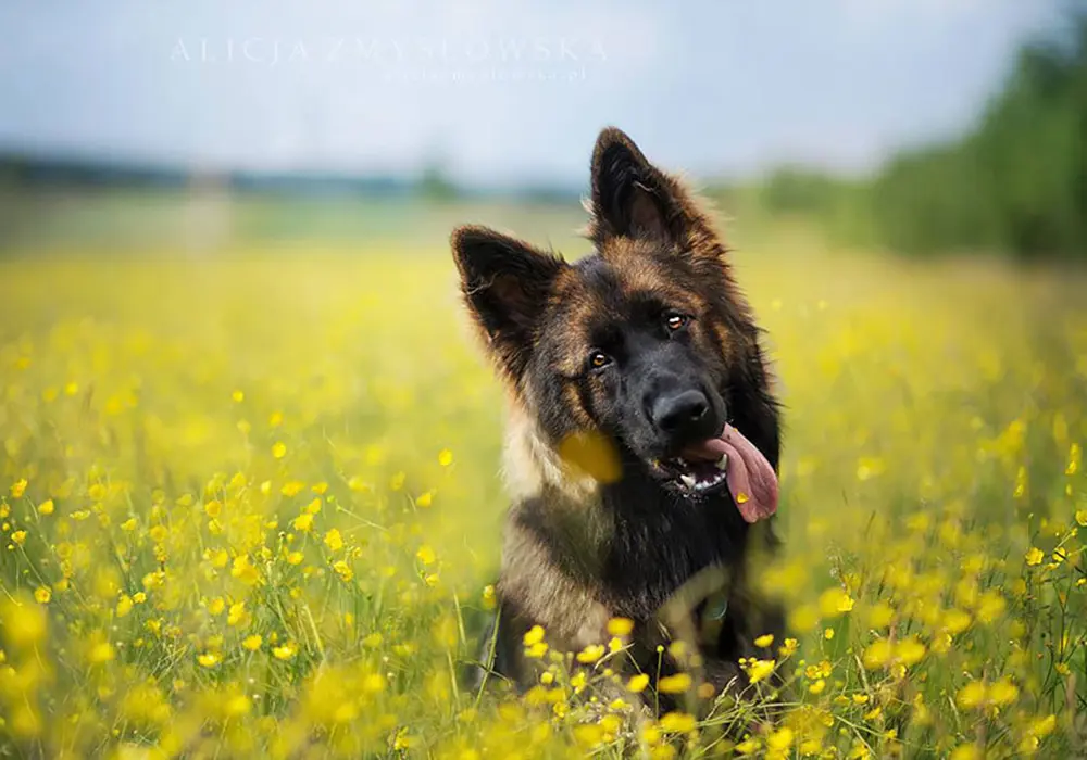 chu-cho-de-thuong-giua-rung-hoa