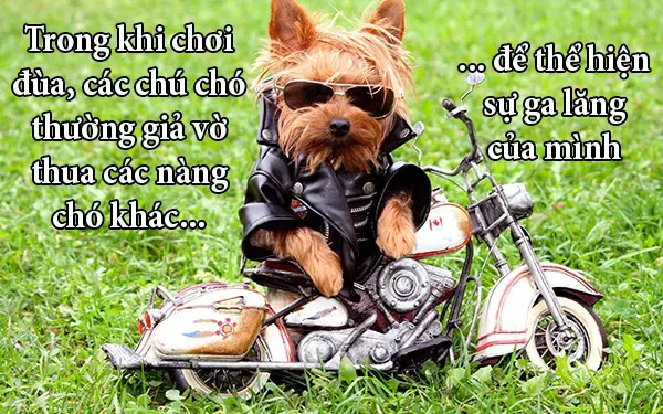 hinh-anh-buon-cuoi-vui-nhon-05