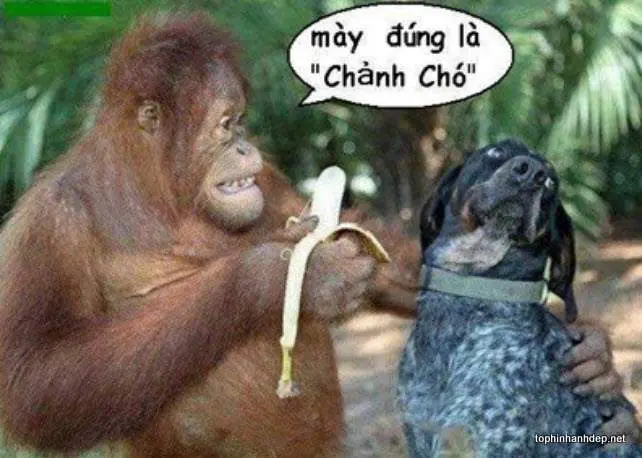 hinh-anh-buon-cuoi-vui-nhon-12