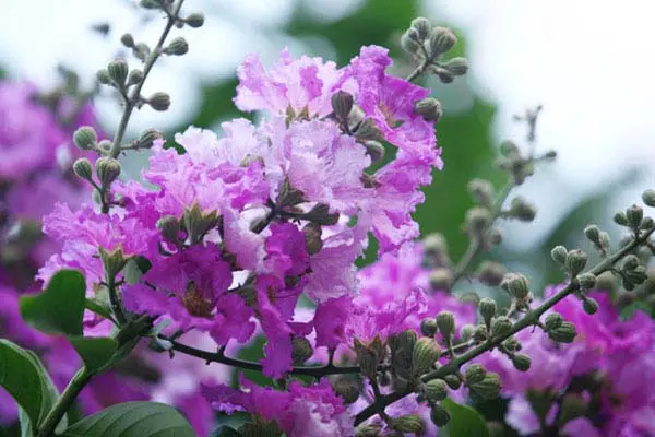 Hình nền hoa bằng lăng tím đẹp