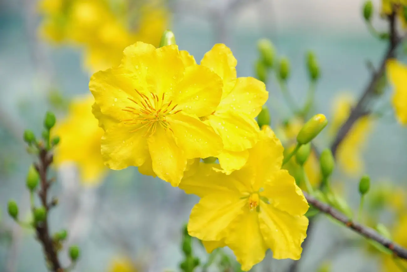 hinh-anh-hoa-mai-dep-nhat-10