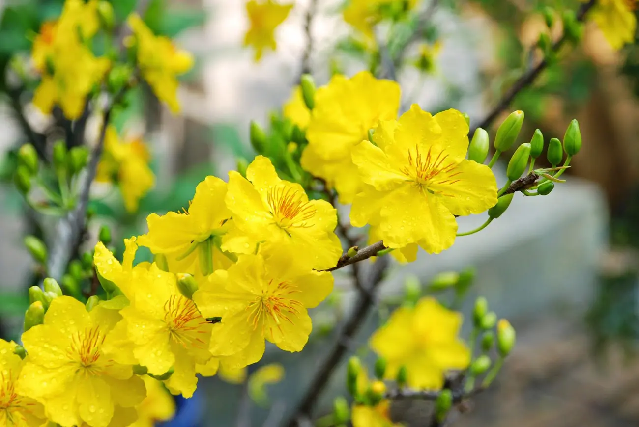 hinh-anh-hoa-mai-dep-nhat-2