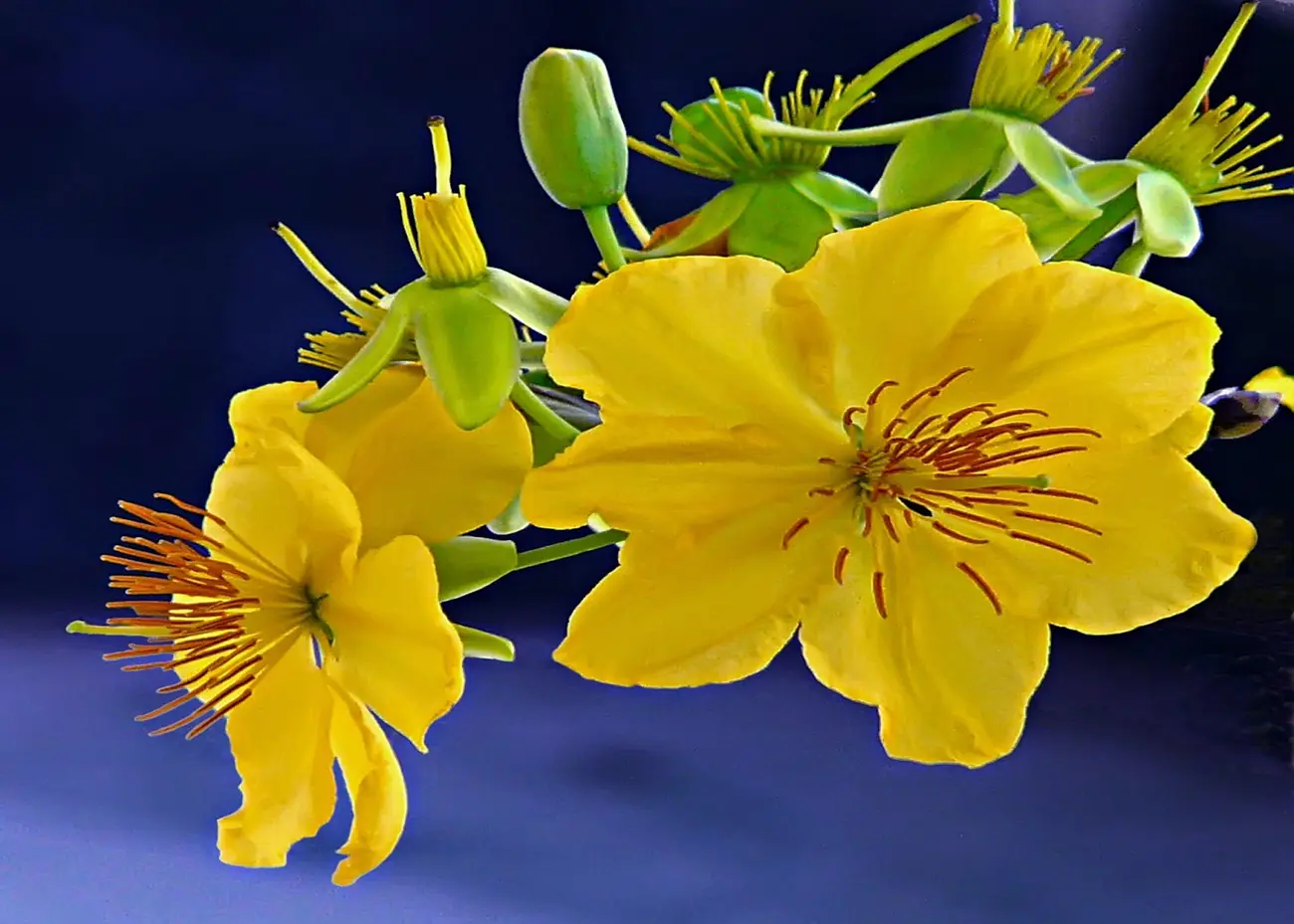 hinh-anh-hoa-mai-dep-nhat-3