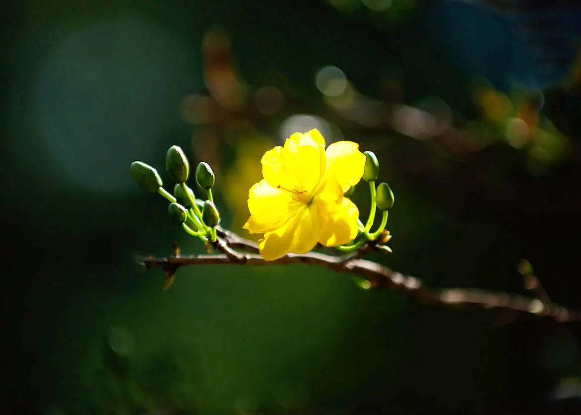 hinh-anh-hoa-mai-dep-nhat-4