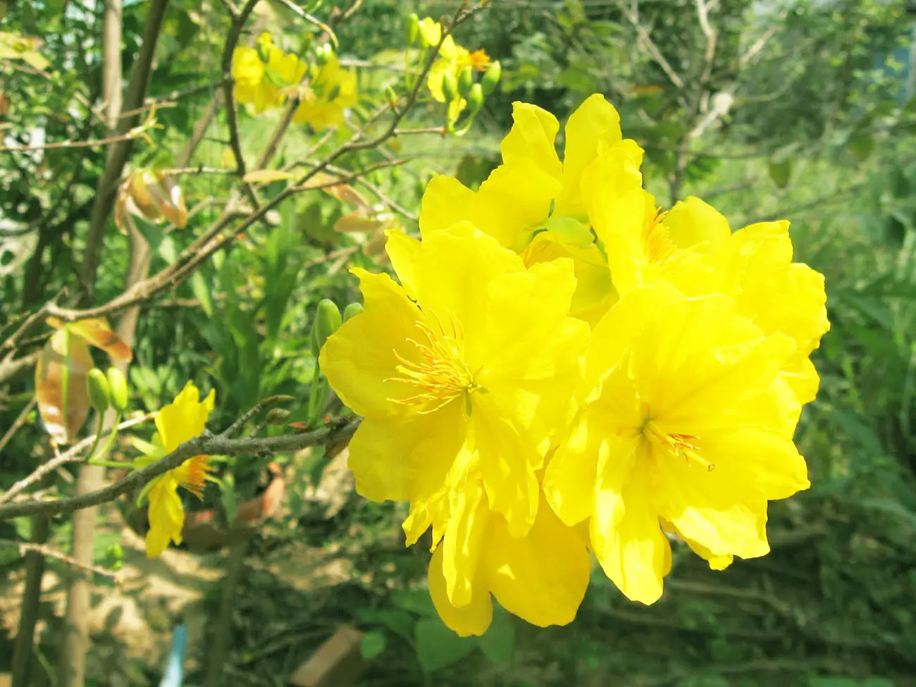 hinh-anh-hoa-mai-dep-nhat-7