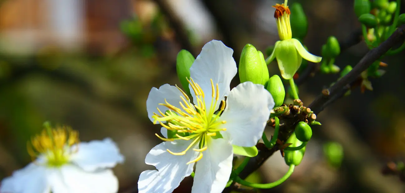 hinh-anh-hoa-mai-dep-nhat-8