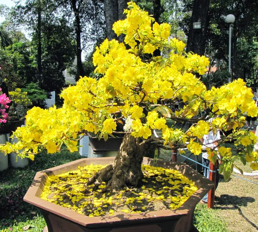 hinh-anh-hoa-mai-dep-nhat-9