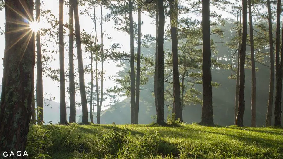 Ảnh bình minh trên Đà Lạt đẹp ngỡ ngàng