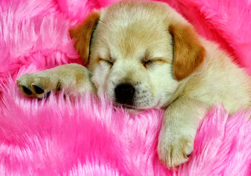 hinh-chu-cho-con-dang-yeu