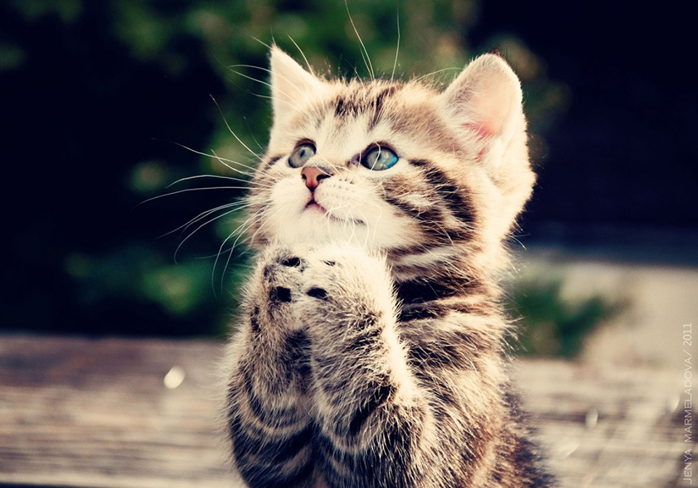 Hình những chú mèo dễ thương