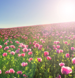 Hình nền cánh đồng hoa đẹp