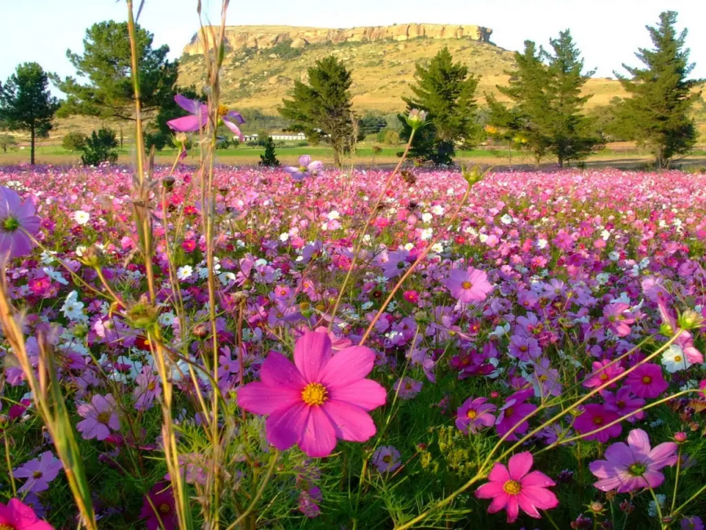 hinh-nen-canh-dong-hoa-dep-nhat-the-gioi-02