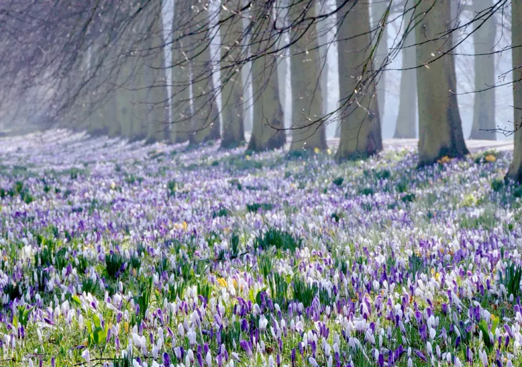 hinh-nen-canh-dong-hoa-dep-nhat-the-gioi-03