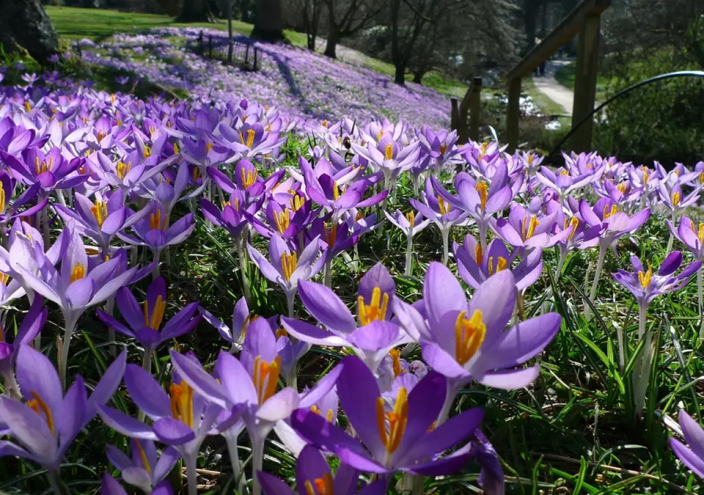 hinh-nen-canh-dong-hoa-dep-nhat-the-gioi-04