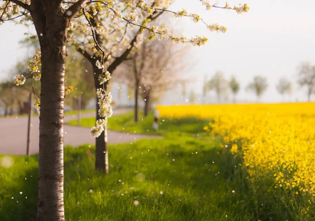 hinh-nen-canh-dong-hoa-dep-nhat-the-gioi-06