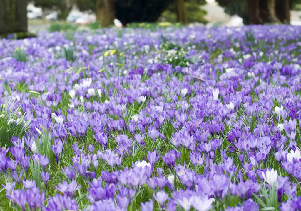 hinh-nen-canh-dong-hoa-dep-nhat-the-gioi-07