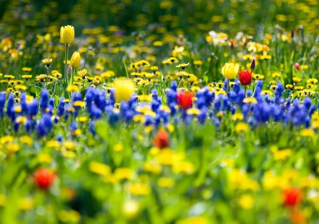 hinh-nen-canh-dong-hoa-dep-nhat-the-gioi-09