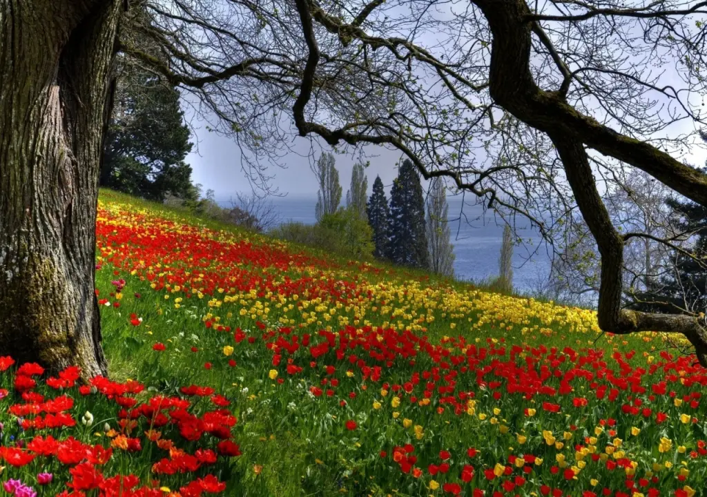 hinh-nen-canh-dong-hoa-dep-nhat-the-gioi-10