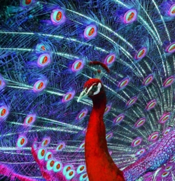 Hình Nền Chim Công Đẹp