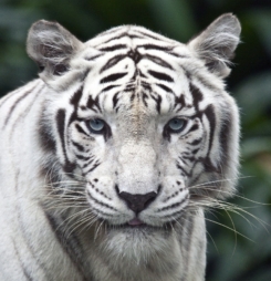 Hình nền hổ (tiger) cho máy tính đẹp nhất