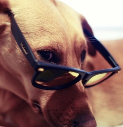 Hình nền cún buồn ngộ nghĩnh