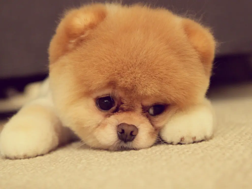 hinh-nen-cun-buon-hiu-3