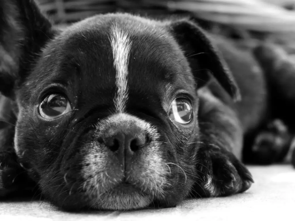 hinh-nen-cun-buon-hiu-4