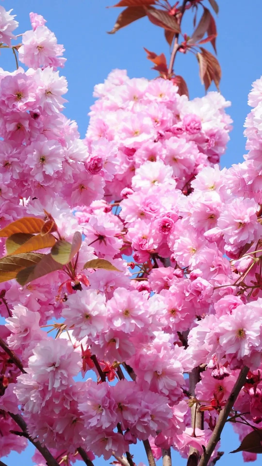 hinh-nen-dein-thoai-hoa-anh-dao-02