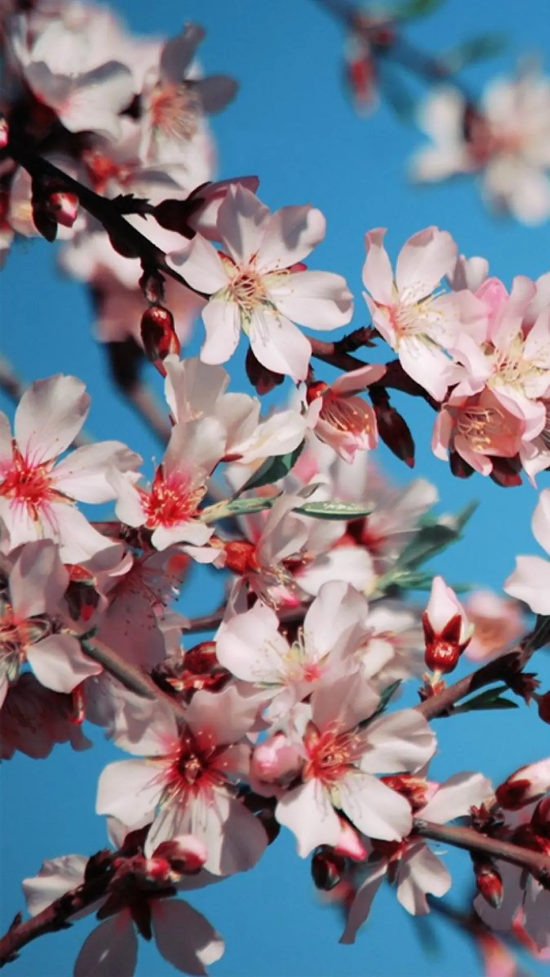 hinh-nen-dein-thoai-hoa-anh-dao-03