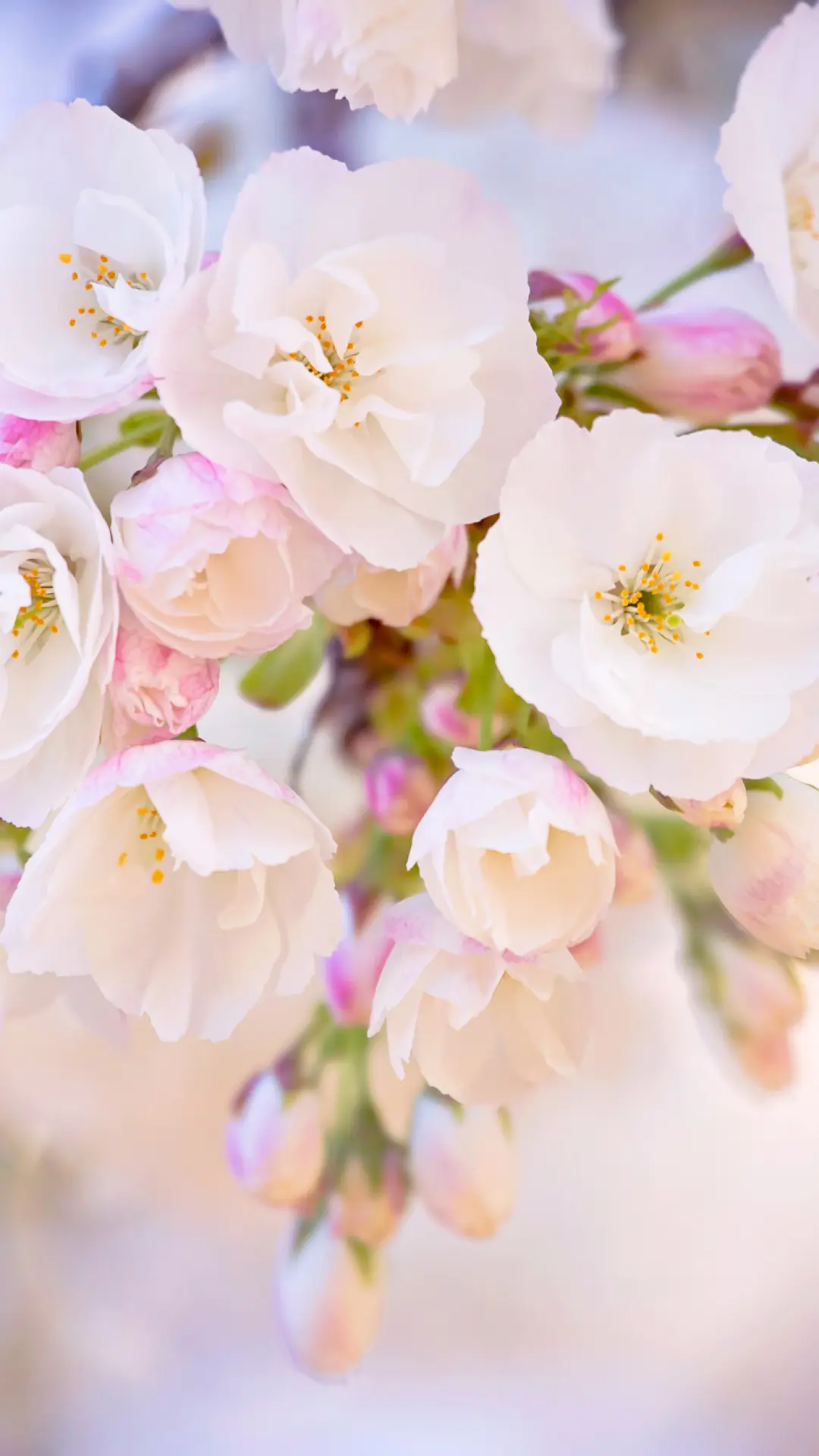 hinh-nen-dein-thoai-hoa-anh-dao-05