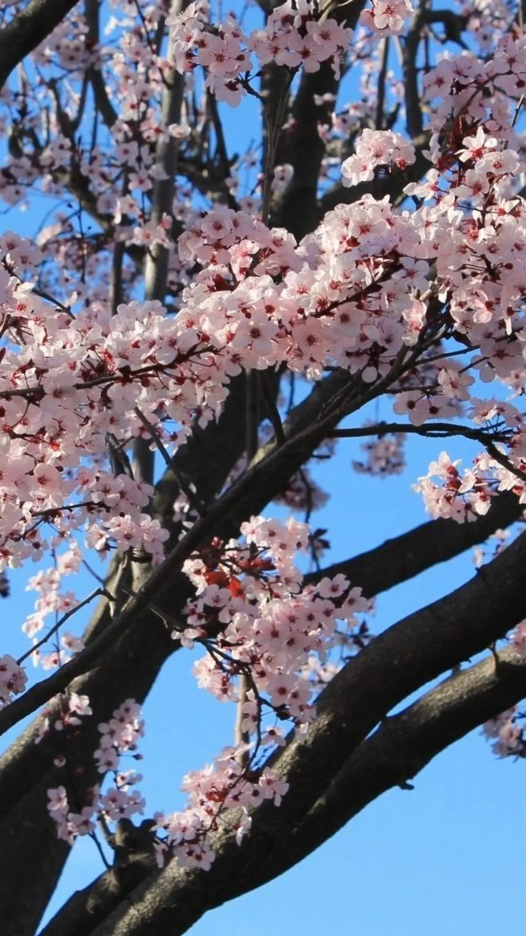 hinh-nen-dein-thoai-hoa-anh-dao-06