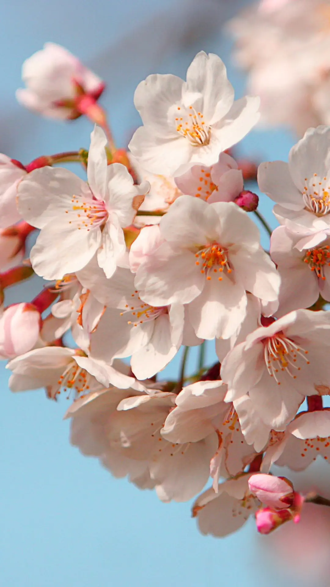 hinh-nen-dein-thoai-hoa-anh-dao-07