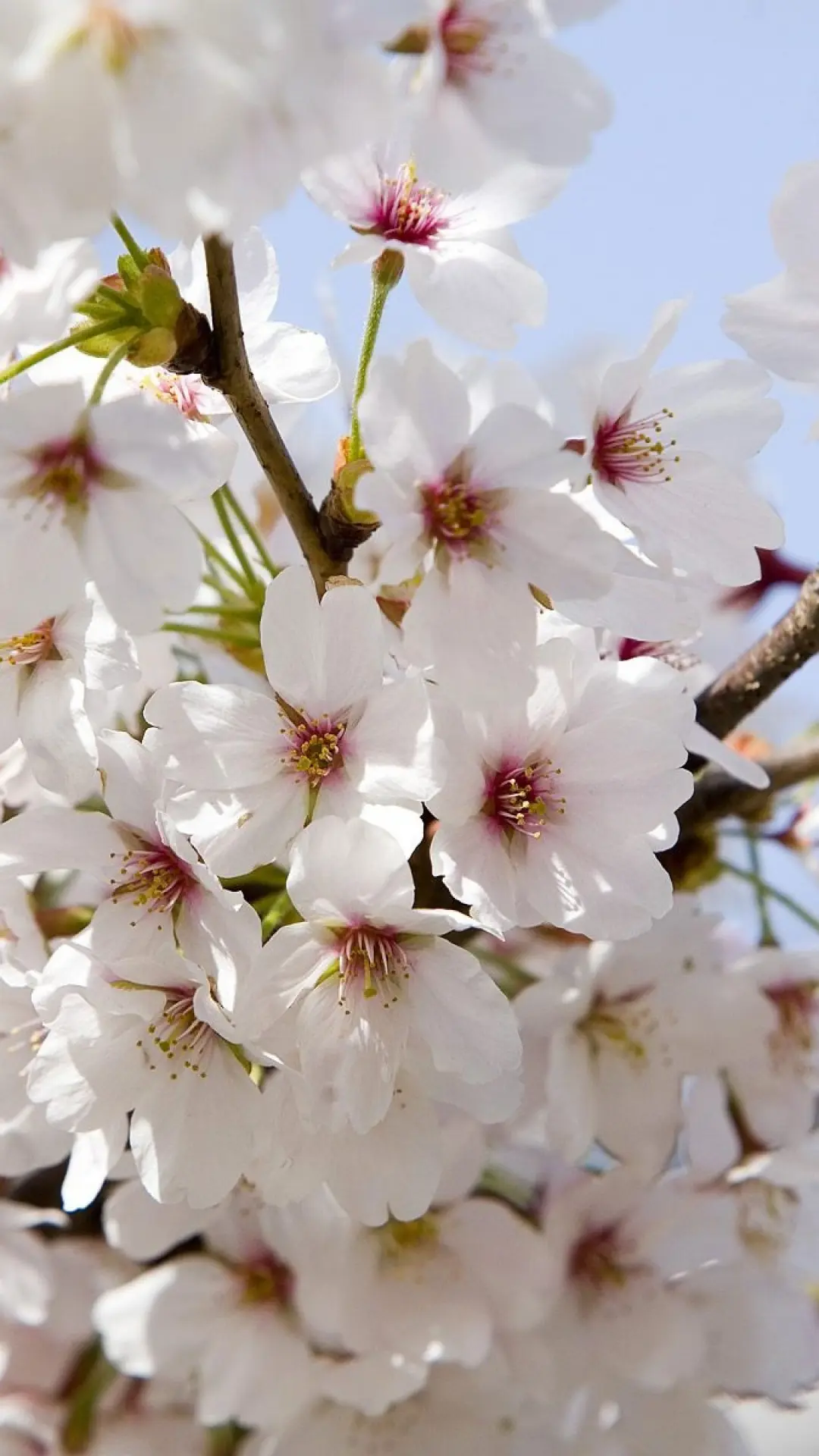 hinh-nen-dein-thoai-hoa-anh-dao-09