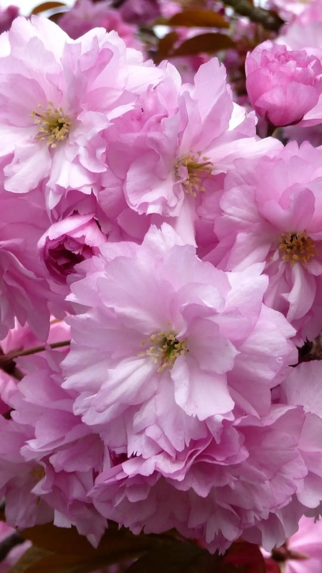 hinh-nen-dein-thoai-hoa-anh-dao-10