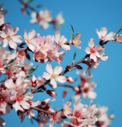 Hình nền hoa anh đào cho điện thoại