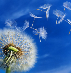 Top 15 Hình nền hoa bồ công anh cho máy tính