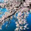 Hình nền hoa anh đào Nhật Bản
