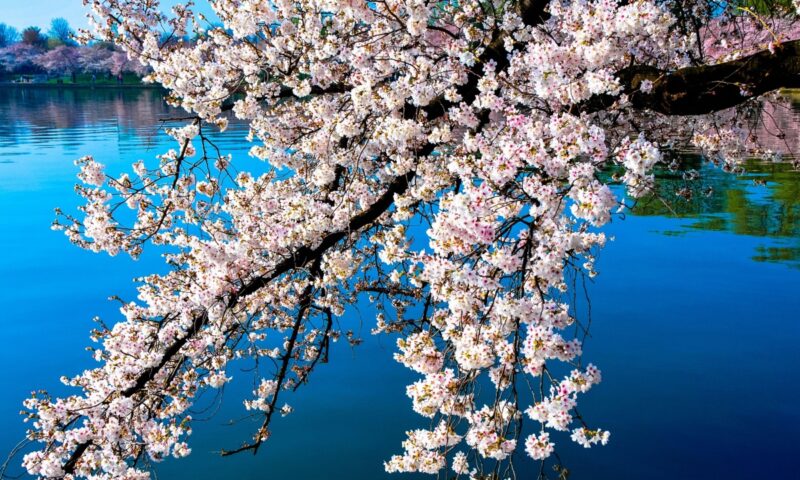 Hình nền hoa anh đào Nhật Bản