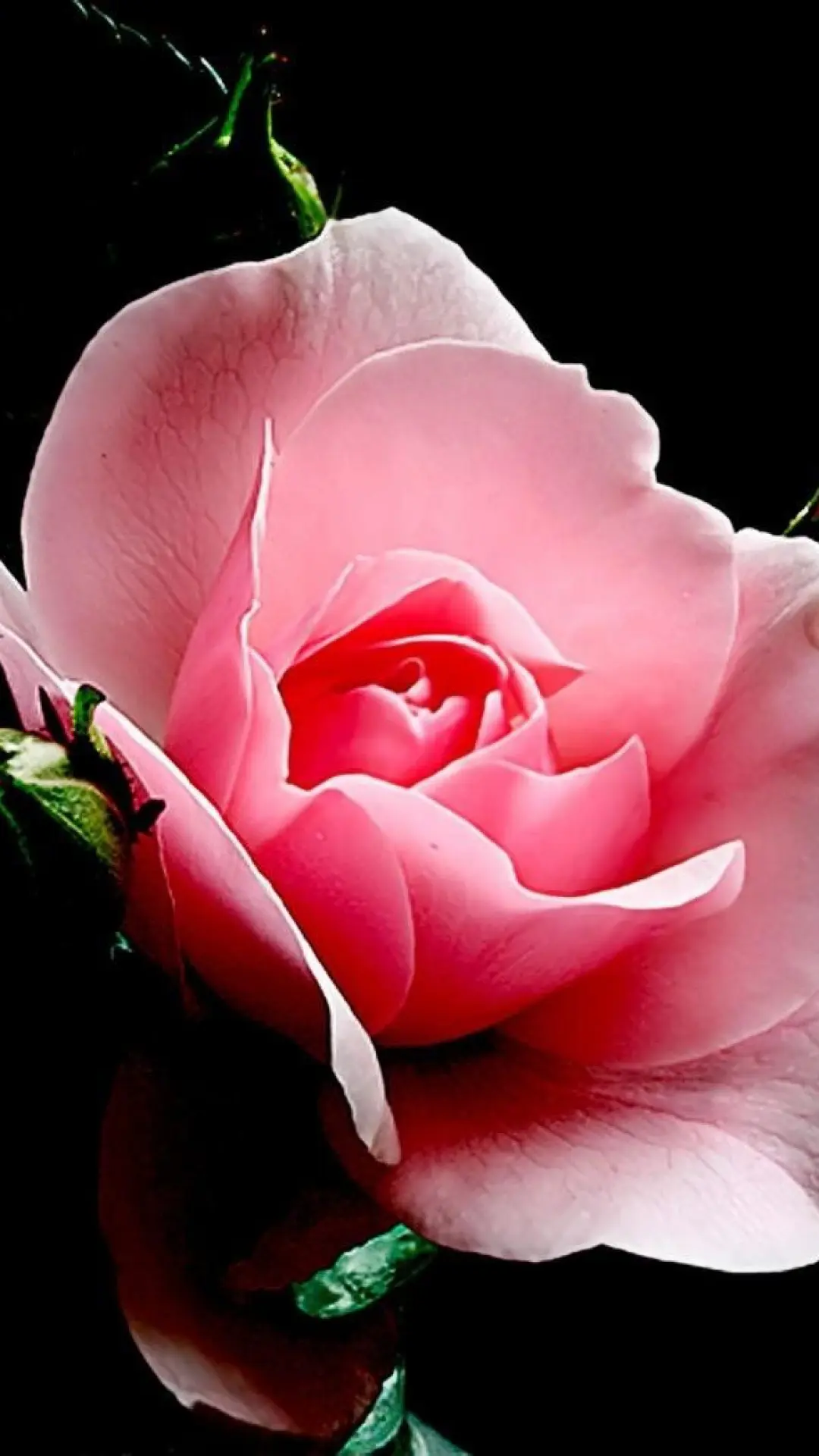 hinh-nen-hoa-dep-dien-thoai-samsung-sony-htc-01