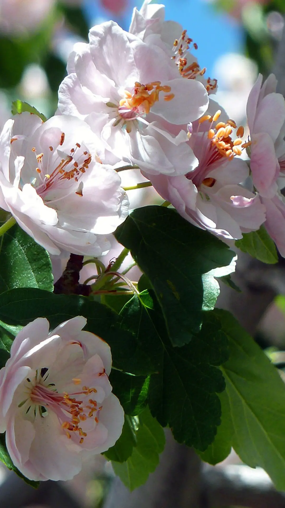 hinh-nen-hoa-dep-dien-thoai-samsung-sony-htc-04