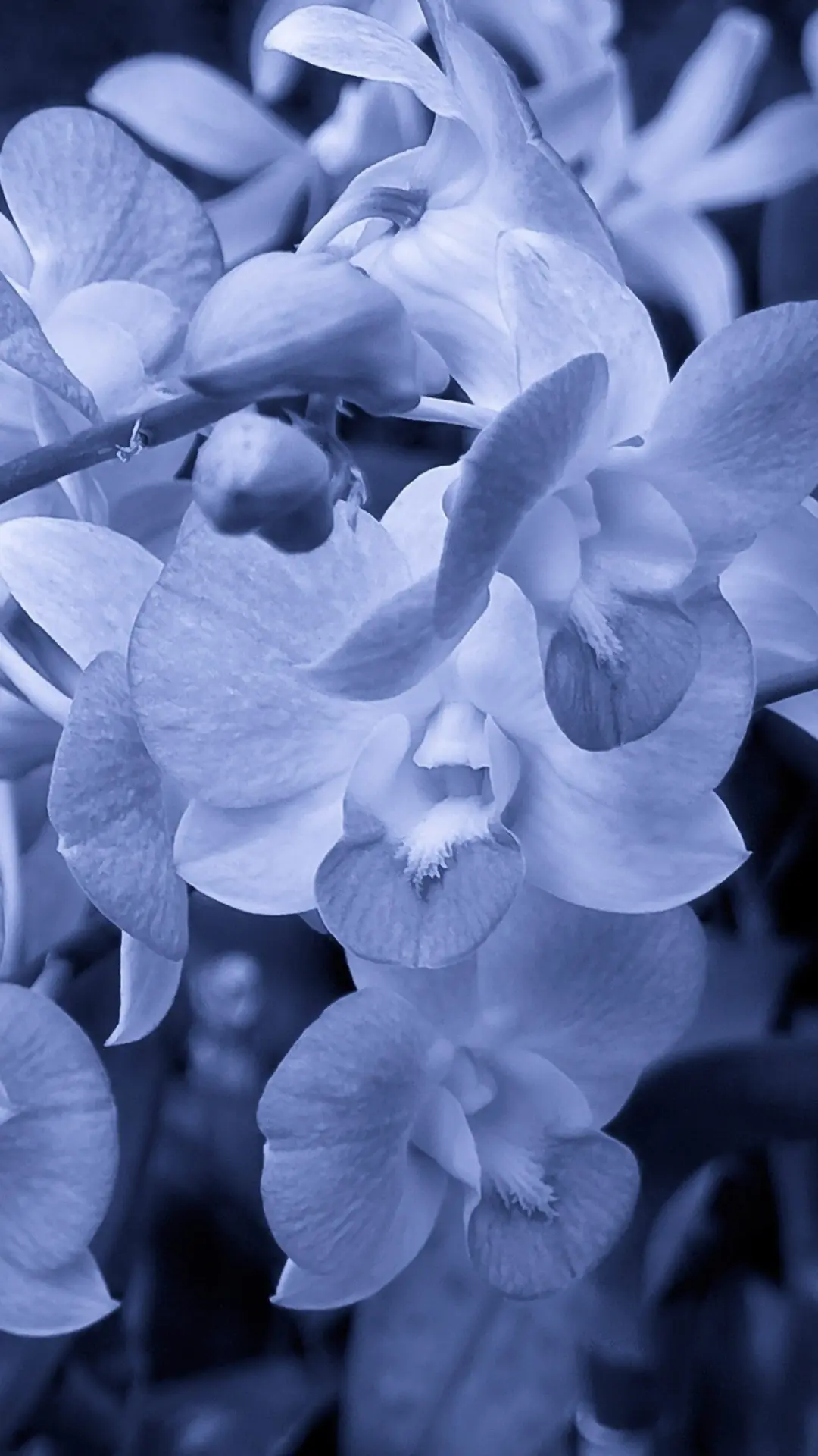 hinh-nen-hoa-dep-dien-thoai-samsung-sony-htc-06