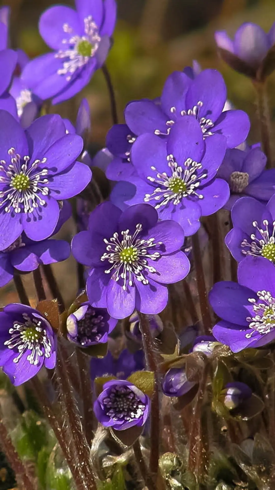 hinh-nen-hoa-dep-dien-thoai-samsung-sony-htc-10