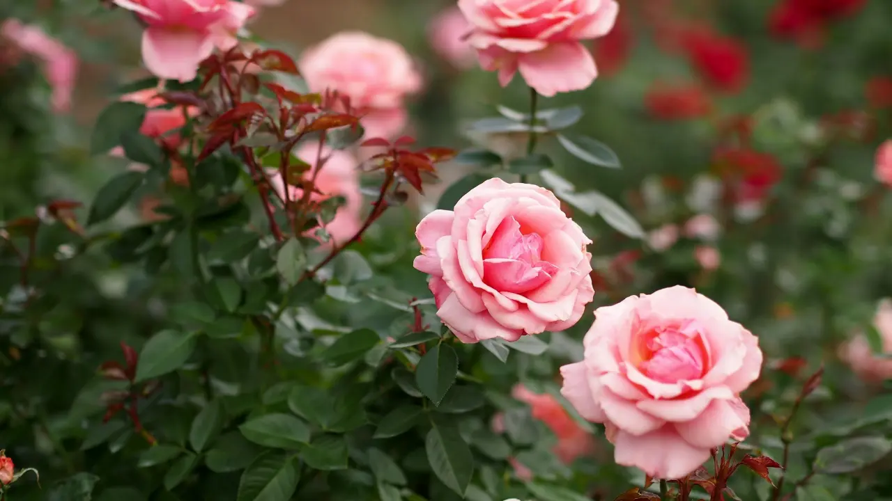 hinh-nen-hoa-hong-rose-dep-6