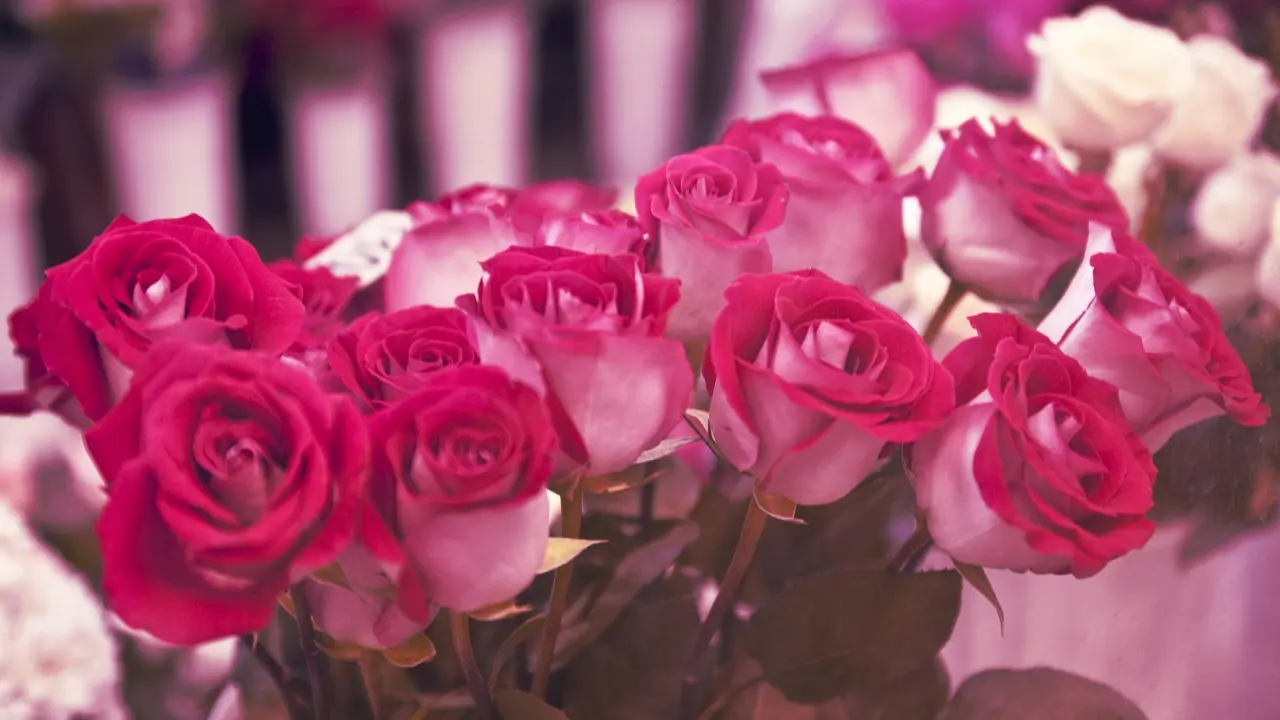 hinh-nen-hoa-hong-rose-dep-7