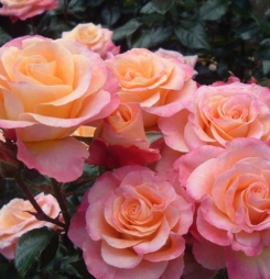 Hình nền hoa hồng tuyệt đẹp