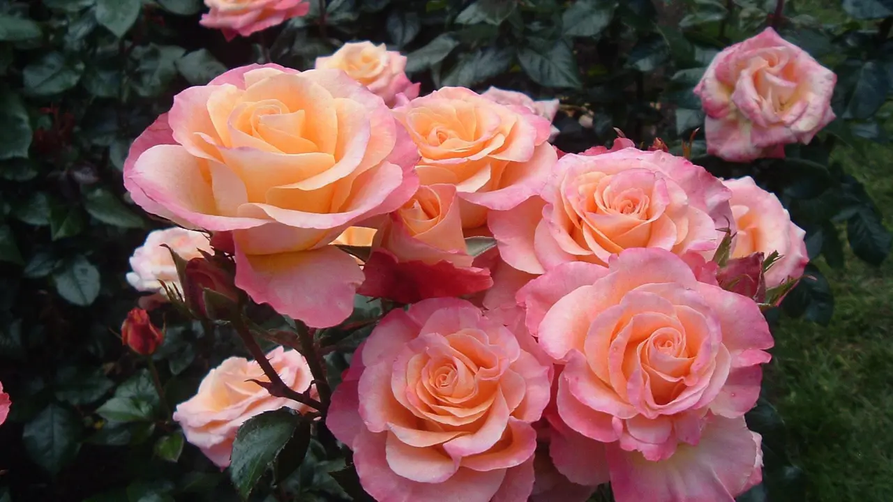 hinh-nen-hoa-hong-rose-dep-8