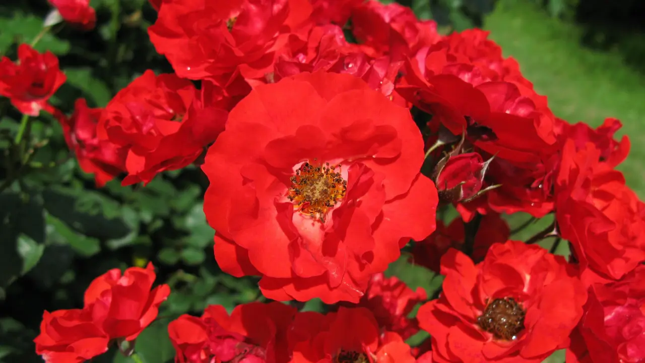 hinh-nen-hoa-hong-rose-dep