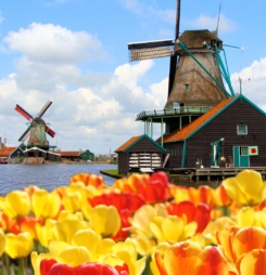 Hình nền hoa Tulip Hà Lan đẹp HD