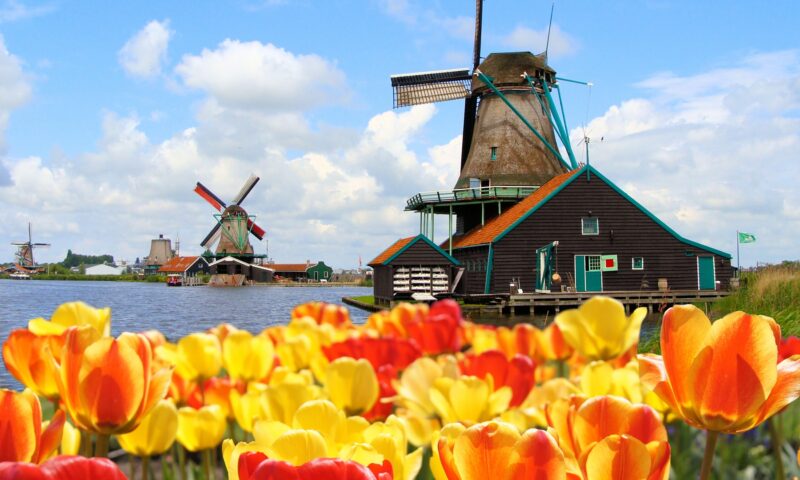 Hình nền hoa Tulip Hà Lan đẹp HD