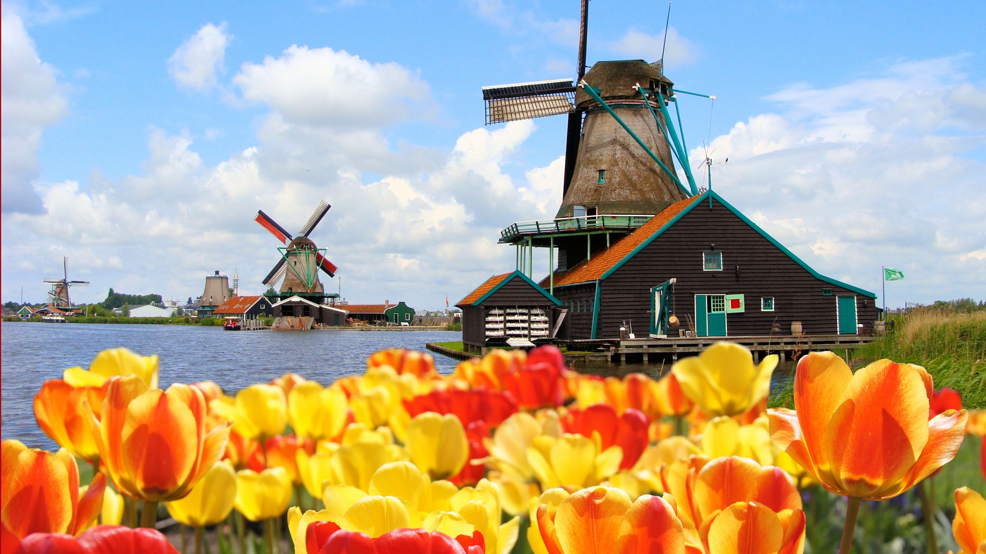 Hình nền hoa Tulip Hà Lan đẹp HD